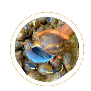 Fresh Sea Snail – Wild-Caught – 1kg - Buy online at Afribabah African Store
